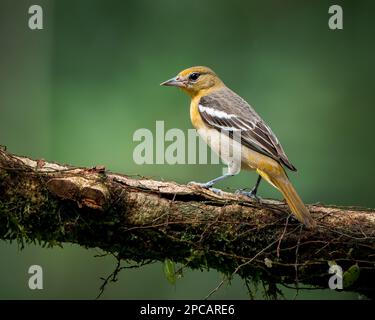 Femmina Balitmore Oriole (Icterus galbula) arroccato su un ramo di albero in Costa Rica Foto Stock