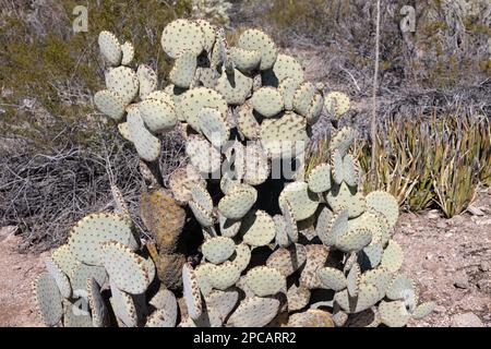 Opuntia rufida - cactus cieco di pera pungente. Foto Stock