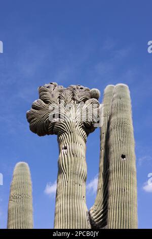 Un cactus saguaro crestato. Foto Stock
