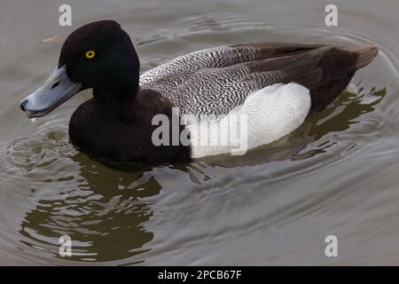 Una bella piccola scaup in una mattina d'inverno. È conosciuto colloquialmente come il piccolo BlueBill o Broadbill a causa della relativa fattura blu distintiva. Foto Stock