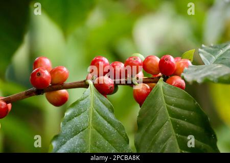 Caffè, Coffea arabica Plant presso le Glasshouses Eleanor Armstrong Smith presso il giardino botanico di Cleveland Foto Stock