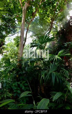 La foresta pluviale del Costa Rica nella misteriosa Glasshouse di Eleanor Armstrong Smith presso il Giardino Botanico di Cleveland. Foto Stock
