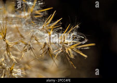 Primo piano della panicola delle lamelle della palude. La foto è stata scattata in primavera Foto Stock