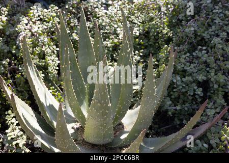 Aloe aculeata - aloe del poker caldo rosso. Foto Stock