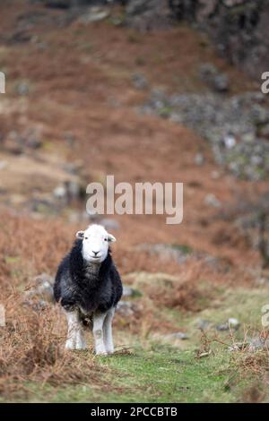 Herdwick Sheep, una razza dura originaria del Distretto dei Laghi Inglese, che pascola sul versante delle montagne durante l'inverno nella Wasdale Valley, Cumbria, Regno Unito. Foto Stock