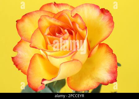 Rosa gialla con bordi rossi di petali isolati su fondo giallo Foto Stock