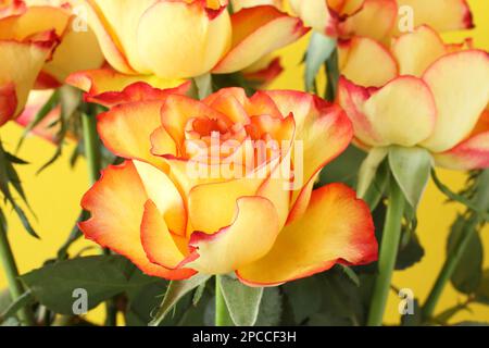 Rose gialle con bordi rossi di petali isolati su fondo giallo Foto Stock