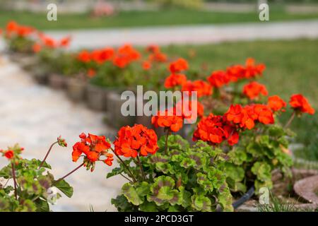 GERANIO E GERANIO FLOWERgeranio fiore (Pelargonium) il geranio (pelargonium) è un genere di piante perenni, fiorite ed erbacee della fa Foto Stock