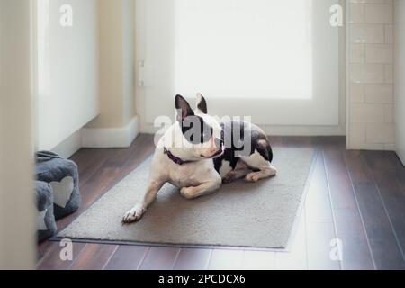 Boston Terrier cane steso su un tappeto su un pavimento di legno da una porta di vetro con la luce che splende attraverso. La sua testa è in profilo. Foto Stock