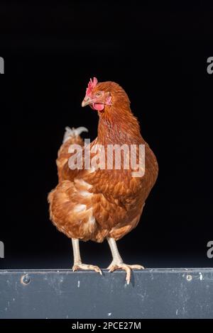 Gallina libera su sfondo nero in un fienile. North Yorkshire, Regno Unito. Foto Stock