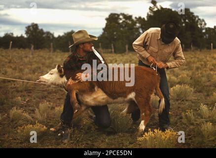 1940 , ottobre , New Mexico , USA : Tying un nastro sulla coda di un vitello è stato uno dei punti di attrazione del Pie Town, New Mexico Fair Rodeo . Foto di american Russell LEE ( nato nel 1903 ) per gli Stati Uniti dichiarati Unired Ufficio informazioni guerra - fotografo .- STATI UNITI - FOTO STORICHE - STORIA - GEOGRAFIA - GEOGRAFIA - AGRICOLTURA - AGRICOLTORI - ALLEVATORI di Bovini - allevamento BOVINO - MUCCA - cowboy - contadini - bestiame - rodei - ANNI QUARANTA - anni 40 - anni 40 - anni 40 - campagna - paese - muca . vacca - vitello - -- Archivio GBB Foto Stock