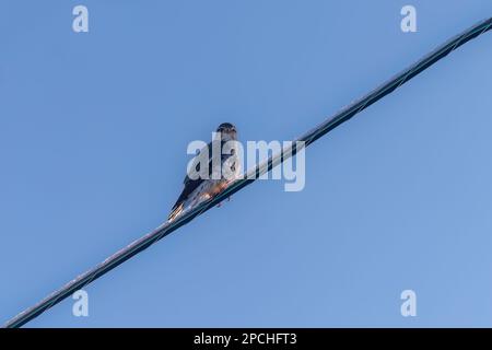 Il Merlin (Falco colombarius), uccello giovanile. È una piccola specie di falco. Scenario naturale dal Wisconsin. Può catturare uccelli più grandi di se stesso, ma hu Foto Stock