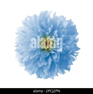 Bel fiore di dahlia azzurro su sfondo bianco Foto Stock