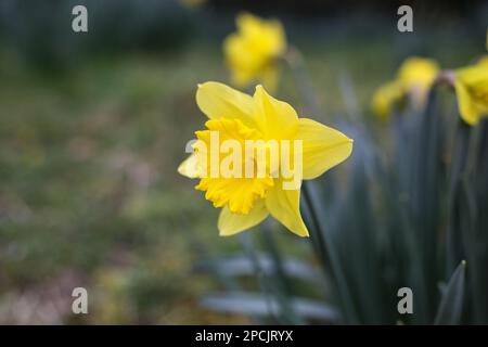 Daffodil giallo che cresce selvaggio in primavera Foto Stock