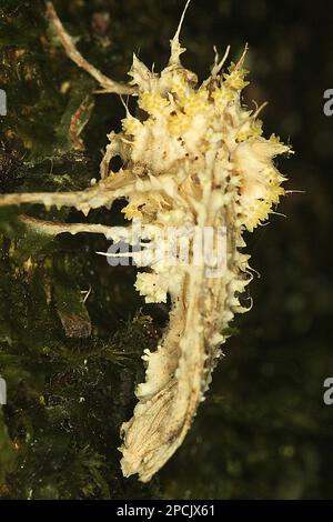 Moth infettato da fungo cordyceps Foto Stock