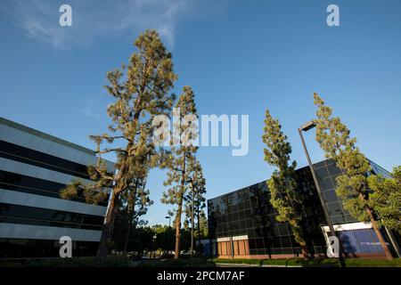 Pomeriggio vista incorniciata dall'albero dello skyline del centro di la Mirada, California, USA. Foto Stock