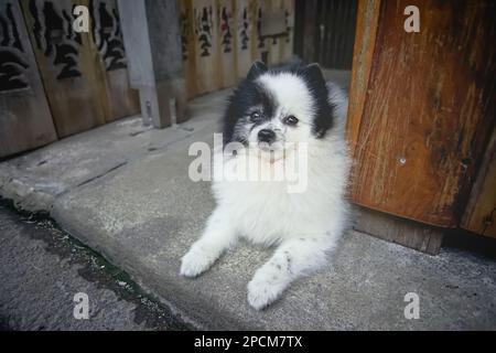 Un cane bianco-nero giaceva sul terreno nel vecchio mercato di Samchuk, provincia di Suphan Buri, Thailandia. Foto Stock