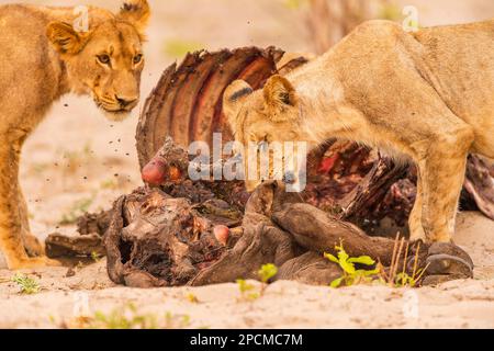 Giovani cuccioli di leone vengono visti su un'uccisione di bufali nel parco nazionale di Hwange nello Zimbabwe. Foto Stock