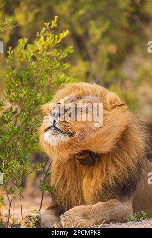 Un grande leone di manna, pantera Leo, visto nel Parco Nazionale di Hwange, Zimbabwe. Foto Stock