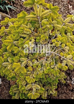 Primo piano del fogliame dorato della conifera del giardino Abies nordmanniana spalmatore d'oro visto in inverno. Foto Stock