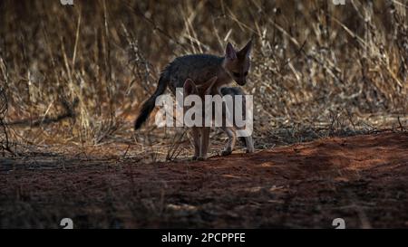 Cape Fox (Vulpes chama) Kgalagadi Transfrontier Park, Sudafrica Foto Stock