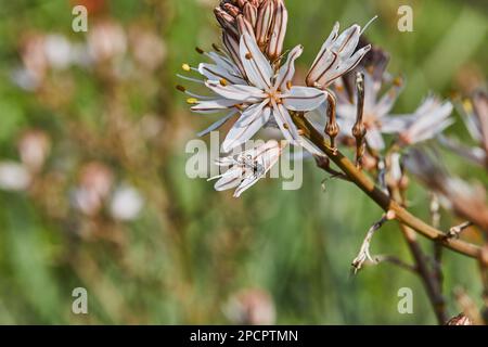 Asphodel ramificato: Una specie di Asphodel conosciuta anche come la bacchetta del Re, lo staff del Re e il piccolo Asphodel, il suo nome botanico è Asphodelus ramosus Foto Stock