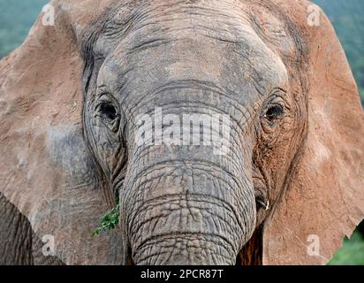 Fauna selvatica all'Addo Elephant National Park, Port Elizabeth, Sudafrica Foto Stock