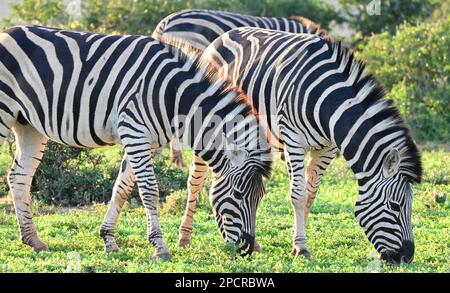 Fauna selvatica all'Addo Elephant National Park, Port Elizabeth, Sudafrica Foto Stock