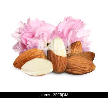 Gustose mandorle e fiori rosa su sfondo bianco Foto Stock