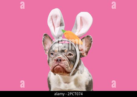 Merle French Bulldog indossa il costume da coniglietto pasquale orecchie su sfondo rosa Foto Stock