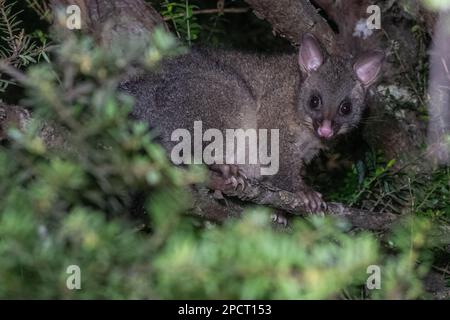 Un possum comune di brushtail (Trichosurus vulpecula) una specie invasiva introdotta in Aotearoa Nuova Zelanda. Foto Stock