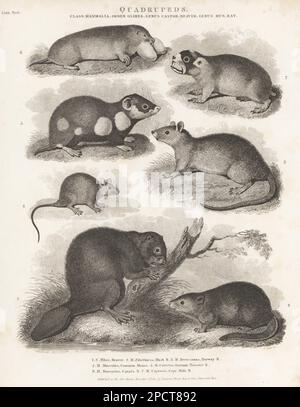 Castoro eurasiatico, fibra di Castor 1, muskrat, Ondatra zibethicus 2, ratto marrone, Rattus norvegicus 3, topo di casa orientale, Mus musculus 4, criceto europeo, Cricetus cricetus 5, Gopher tascabile delle pianure, Geomys bursarius 6, e ratto di Cape mole, Georychus capensis 7. Incisione su copperplate di J. Scott dopo Sydenham Edwards dalla Cyclopedia di Abraham Rees o Dizionario universale delle Arti, delle Scienze e della Letteratura, Longman, Hurst, Rees, Orme, Paternoster Row, Londra, 1 novembre 1810. Foto Stock