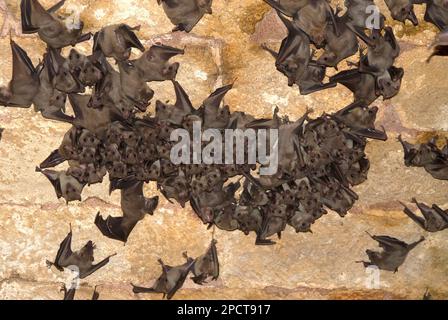 Pipistrelli di frutta, Rousettus aegyptiacus, colonia di riposo in una grotta Foto Stock