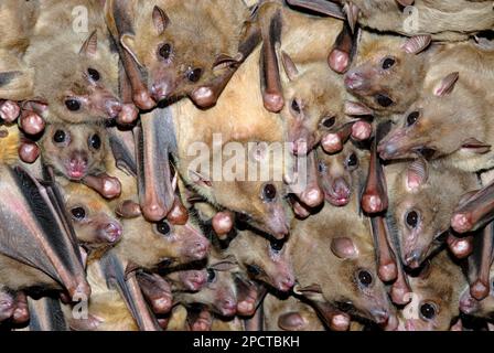 Pipistrelli di frutta, Rousettus aegyptiacus, colonia di riposo in una grotta Foto Stock