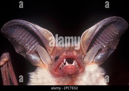 Pipistrello deserto dalle orecchie lunghe, Otonycteris hemprichii Foto Stock