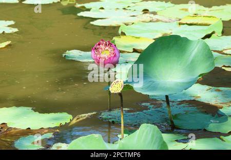 Fiore di loto pieno con un vaso di semi aperto nello stagno Foto Stock