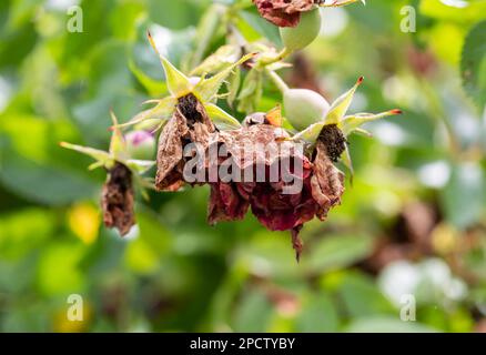 Germogli di essiccazione su una rosa spray. Cura inadeguata delle rose, muffa polverosa e afidi. Mosca rosa. Foto Stock