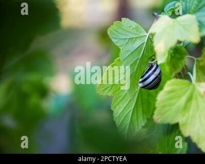 Lumaca d'uva sulle foglie di ribes nel giardino. Copia spazio per il testo Foto Stock