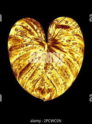 Foglia d'oro, gocce d'acqua sfondo nero isolato primo piano, foglie d'oro, fogliame giallo di metallo, illustrazione petalo, elemento decorativo di disegno della pianta Foto Stock