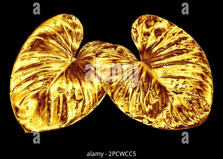Foglia d'oro, gocce d'acqua sfondo nero isolato primo piano, foglie d'oro, fogliame giallo di metallo, illustrazione petalo, elemento decorativo di disegno della pianta Foto Stock