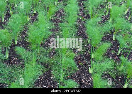 Finocchio di Firenze F1 Rondo, VFE12, Foeniculum vulgare, finocchio di Firenze ibrido, piante giovani che crescono in un orto Foto Stock