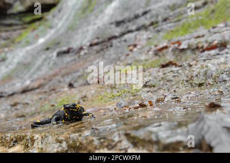 Salamandra del fuoco nella stagione estiva, ritratto di belle arti (Salamandra salamandra) Foto Stock