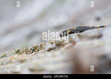 Salamandra del fuoco su pietra (Salamandra salamandra) Foto Stock