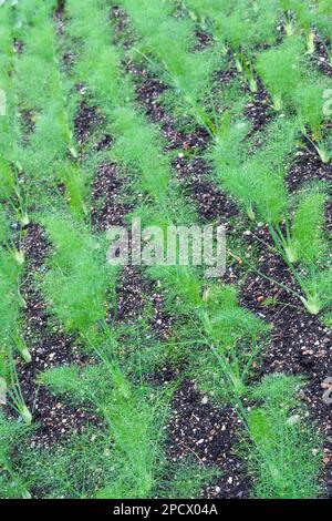 Finocchio di Firenze F1 Rondo, VFE12, Foeniculum vulgare, finocchio di Firenze ibrido, piante giovani che crescono in un orto Foto Stock