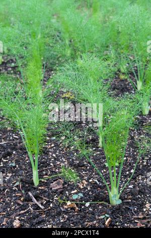 Finocchio di Firenze F1 Rondo, VFE12, Foeniculum vulgare, finocchio di Firenze ibrido, piante giovani che crescono in un orto Foto Stock