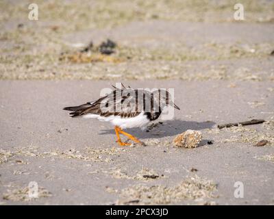 Ruddy pietra, Arenaria interpres, adulto in non allevamento piume camminare sulla sabbia di Scheveningen spiaggia, Paesi Bassi Foto Stock