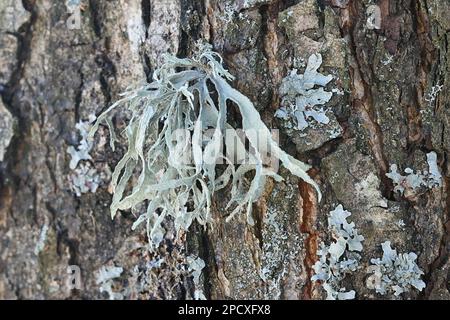 Ramalina fraxinea, nota come lichen cartilagineo Foto Stock