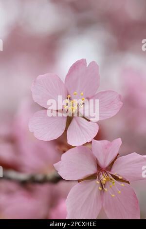 Prunus sargentii, comunemente noto come Sargent della ciliegia o Nord giapponese cherry hill Foto Stock