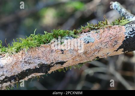 Peniophora incarnata, conosciuta come crosta rosea, fungo selvatico dalla Finlandia Foto Stock