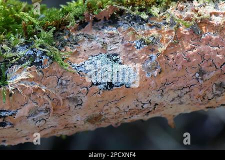 Peniophora incarnata, conosciuta come crosta rosea, fungo selvatico dalla Finlandia Foto Stock